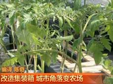 低碳環保的集裝箱迷你農場